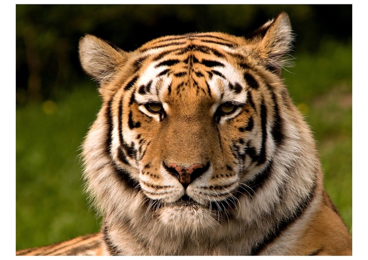 Photo tigre