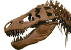 Photo tirannosaurus rex