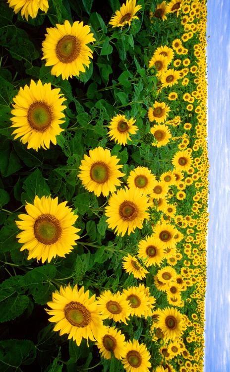 tournesols