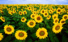 Photo tournesols