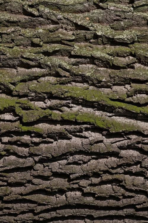 tronc d'arbre