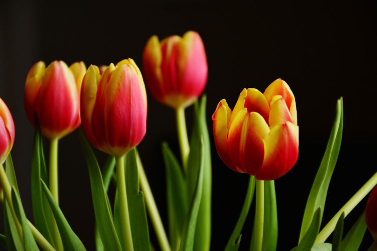 Photo tulipes