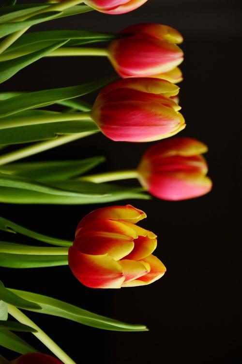 tulipes