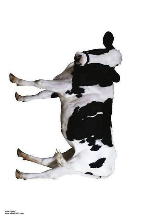 vache