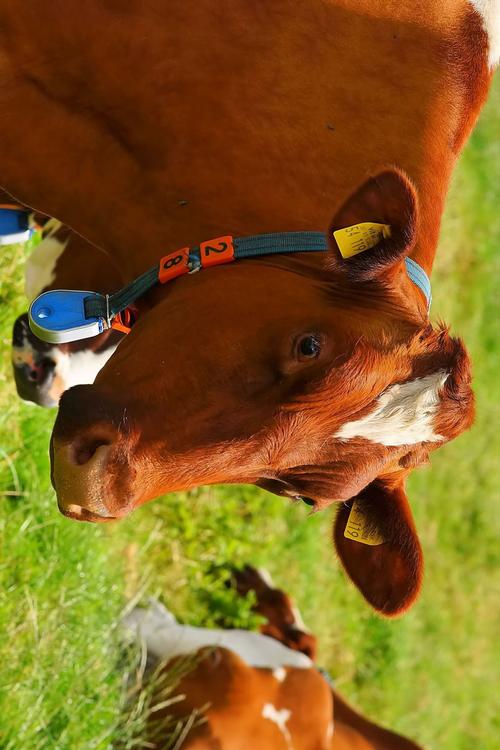 vaches