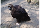 Photo vautour