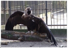 Photo vautour